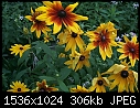 Past Flowers - Gloriosa_Daisy-type1_2000.jpg (1/1)-gloriosa_daisy-type1_2000.jpg