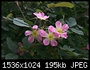 Past Flowers - Rose-Hedge_1_2000.jpg (1/1)-rose-hedge_1_2000.jpg