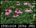 Flowers - Coneflower_purple2_2#167CE5.jpg (1/1)-coneflower_purple2_2-167ce5.jpg