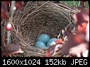Birds-Robins - Robins-Eggs_5217.jpg (1/1)-robins-eggs_5217.jpg