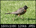 Birds-Robins - Running-Robin.jpg (1/1)-running-robin.jpg