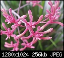 ID flower please _ July, in a garden in Santa Barbara, California-000710_006aa_-d600l-.jpg
