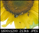 Sunflowers - sunflower-mit-bugs-3_2005.jpg (1/1)-sunflower-mit-bugs-3_2005.jpg