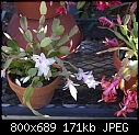 Click image for larger version

Name:	Epiphitic cactus white-pink DSC03707.JPG
Views:	202
Size:	170.6 KB
ID:	12106
