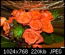 Orange roses-orange-roses.jpg