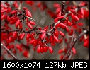 Click image for larger version

Name:	Barberries_7674.jpg
Views:	211
Size:	127.5 KB
ID:	12129