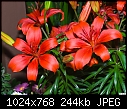 Click image for larger version

Name:	Red lily.jpg
Views:	3430
Size:	243.8 KB
ID:	12134