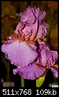 -purple-orangish-iris.jpg