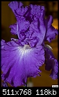 Click image for larger version

Name:	Purple & white iris.jpg
Views:	999
Size:	117.6 KB
ID:	12137