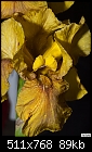 Click image for larger version

Name:	Sort of a yellowish iris.jpg
Views:	301
Size:	88.8 KB
ID:	12139