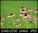 Click image for larger version

Name:	coneflowers-1_2005.jpg
Views:	290
Size:	144.1 KB
ID:	12149