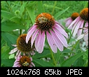 Past Flowers II - Coneflowers-n-Bee-4_2006.jpg (1/1)-coneflowers-n-bee-4_2006.jpg