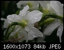 Macros - Daffodils-White-Rear-2.jpg (1/1)-daffodils-white-rear-2.jpg