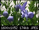 Click image for larger version

Name:	Balloon-Flowers_6142.jpg
Views:	689
Size:	173.6 KB
ID:	12167