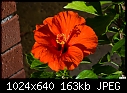 My weird red-orange hibiscus-my-weird-red-orange-hibiscus.jpg
