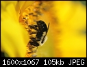 Click image for larger version

Name:	Bee-and-Sunflower_6969.jpg
Views:	218
Size:	105.4 KB
ID:	12173