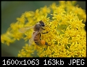 More Macros - Bee-n-Goldenrod_7223.jpg (1/1)-bee-n-goldenrod_7223.jpg