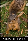 Click image for larger version

Name:	Fox Squirrel 3.jpg
Views:	270
Size:	140.9 KB
ID:	12227