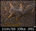 Click image for larger version

Name:	Fox Squirrel 5.jpg
Views:	309
Size:	334.7 KB
ID:	12229