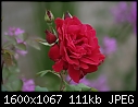 -rose_7055.jpg
