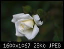 Retro Roses - Rose-White_5654.jpg (1/1)-rose-white_5654.jpg