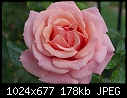 Click image for larger version

Name:	One of my roses.jpg
Views:	292
Size:	177.5 KB
ID:	12248