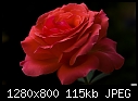 Click image for larger version

Name:	Red rose.jpg
Views:	1381
Size:	115.1 KB
ID:	12253