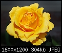 Click image for larger version

Name:	Yellow Rose.jpg
Views:	767
Size:	304.2 KB
ID:	12256