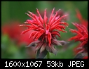 Click image for larger version

Name:	Bee-Balm-Red_5782.jpg
Views:	333
Size:	53.2 KB
ID:	12261