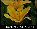 Click image for larger version

Name:	Lillies-Yellow-1.jpg
Views:	267
Size:	73.0 KB
ID:	12263