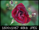 -rose-red_5555.jpg