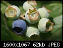 Macros - Blueberries_5755.jpg (1/1)-blueberries_5755.jpg