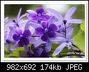 Petrea kohautiana-8459 -(Purple Passion)-c-8459-purplepas-04-01-10-40-100.jpg