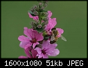 -bee-flower_6766-.jpg