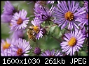 Click image for larger version

Name:	Bee-PS_Aster_7323.jpg
Views:	259
Size:	261.4 KB
ID:	12276