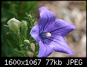Click image for larger version

Name:	Balloon-Flowers_6144.jpg
Views:	290
Size:	77.1 KB
ID:	12278