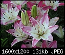 Click image for larger version

Name:	Lillies.jpg
Views:	837
Size:	130.8 KB
ID:	12286