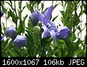 Click image for larger version

Name:	Balloon-Flowers_6143.jpg
Views:	381
Size:	105.6 KB
ID:	12287