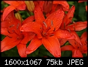 -lilies-red_5815.jpg