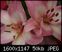 -lilies-pink_5803.jpg