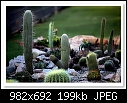 -c-8896-cactus-09-01-10-5d-400.jpg