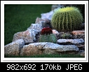 -c-8895-cactus-09-01-10-5d-400.jpg