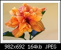 -c-8518-hibiscus-09-01-10-40-100.jpg