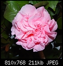 Click image for larger version

Name:	Camelia 707DSC00031.JPG
Views:	251
Size:	211.2 KB
ID:	12307