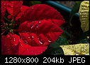 Click image for larger version

Name:	Rain drops on my poinsettias after today's storm.jpg
Views:	272
Size:	204.4 KB
ID:	12312