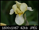 Odds-n-Ends Flowers - Iris-Yellow-1.jpg (1/1)-iris-yellow-1.jpg