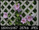 Odds-n-Ends Flowers - ROS_7213.jpg (1/1)-ros_7213.jpg