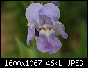 Odds-n-Ends Flowers - Iris-Blue-1.jpg (1/1)-iris-blue-1.jpg
