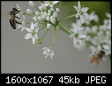 More Bug Macros - Bee-Garlic-flowers_6595.jpg (1/1)-bee-garlic-flowers_6595.jpg
