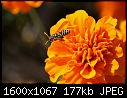 More Bug Macros - Hornet_6971.jpg (1/1)-hornet_6971.jpg